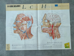 Lot De 3 Affiches Scolaires "Le Corps Humain". Médecine. Planche Didactique - Sonstige & Ohne Zuordnung