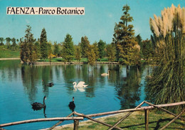 Faenza - Parco Botanico - Formato Grande Non Viaggiata – FE390 - Faenza