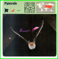 Fiche Illustrée " PIPISTRELLE " Chauve Souris Bat - 1978 Editions Rencontre Lausanne - Animali