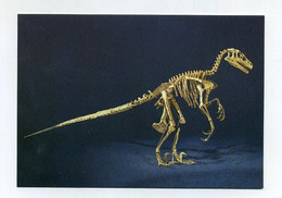CP Neuve Squelette De Dinosaure. Musée Préhistorique D'Esperaza (Aude) Variraptor Mechinorum, Petit Carnivore Du Crétacé - Autres