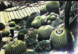 ►  MONACO  -   Cpsm Cactus Du Jardin Exotique 1950s - Cactus