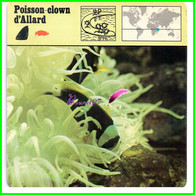 Fiche Illustrée " POISSON CLOWN D'ALLARD " Poisson Fish - 1978 Editions Rencontre Lausanne - Animali