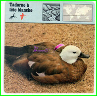 Fiche Illustrée " TADORNE A TETE BLANCHE " Canard Diuck Oiseau Bird - 1978 Editions Rencontre Lausanne - Animali