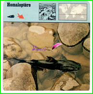 Fiche Illustrée " HOMALOPTERE " Poisson Fish - 1978 Editions Rencontre Lausanne - Animali