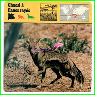 Fiche Illustrée " CHACAL A FLANCS RAYES " Jackal - 1978 Editions Rencontre Lausanne - Animali