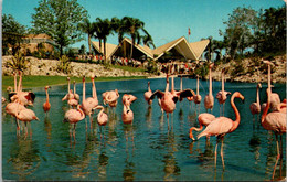 Florida Tampa Busch Gardens Lagoon Flock Of Colorful Flamingos - Tampa