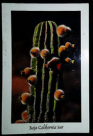 ► CACTUS - Basse Californie  (USA) - Cactus