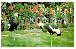 Oregon Portland Lambert Gardens African Crowned Cranes And Demoiselle Cranes - Portland