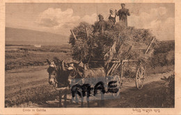 ISRAEL,GALILEE,NORD DU PAYS,PALESTINE,ERNTE IN GALILAA,GALILEA,1923,JUDAICA,HEBREW,JEWISH,ATTELAGE,RECOLTE DE FOIN,RARE - Israël