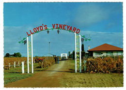 Ref 1531 -  Postcard - Lloyd's Vineyard Nyah - Murray Valley Victoria Australia - Other & Unclassified