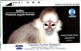 Surili - Indonesia