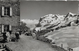 ZERMATT → Hotel Belvédère Am Matterhorn Mit Saumpferden Davor, Fotokarte Ca.1935 - Ferden