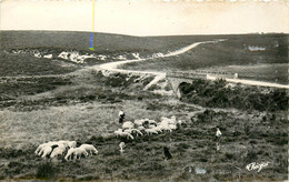 19* TARNAC  Moutons Et Bergers         (CPSM X14cm)   RL22,0910 - Other Municipalities