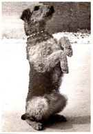 Photo Originale Animaux Domestiques - Chien Fox Terrier à Poils Durs Faisant Le Beau. - Unclassified