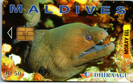 31064 - Malediven - Dhiraagu , Moray Eel , Moräne , Fisch , Fish - Maldiven