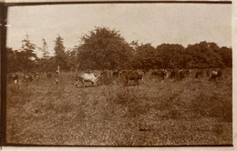 Mangabé - Troupeau Au Pâturage - Photo Ancienne Albuminée - Mai 1933 - Madagascar - Madagascar