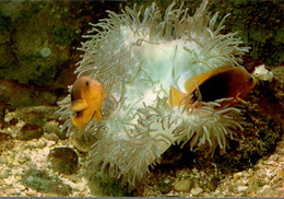 MUSEE OCEANOGRAPHIQUE DE MONACO CLOWN DE FEU AMPHIPRION EPHIPPIUM - Musée Océanographique