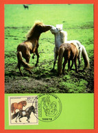 BRD 1997  Mi.Nr. 1921 , Shetlandpony / Pferderassen - Maximum Card - Erstausgabe Berlin Zentrum 9.6.1997 - 1981-2000