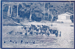 POSTCARD PORTUGAL - AFRICA - SÃO TOME AND PRINCIPE - OLD PORTUGUESE COLONY - ROÇA COLONIA AÇORIANA - GADO PARA BANHO - Sao Tome Et Principe