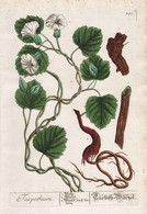 Turpethum - Operculina Turpethum Turpeth Fue Vao India Indien Kletterpflanze Kräuter Herbs Flower Flowers Blum - Estampes & Gravures