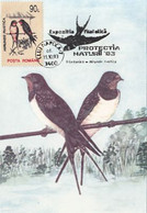 W1715- BARN SWALLOW, BIRDS, ANIMALS, MAXIMUM CARD, 1993, ROMANIA - Swallows
