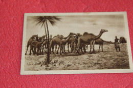 Africa AOI Eritrea Adua Scene Del Deserto 1935 + Nice Stamps - Eritrea
