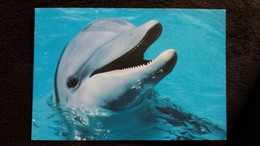 CPM DAUPHIN GROS PLAN  CHACUN A SON MOT A DIRE 1992 - Dolphins
