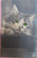Chat-  Cat - Katze- Poes Met Glazen Oogjes - Gatos