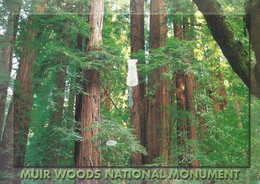USA 2004 Santa Barbara Muir Woods National Monument Sequoia Redwood California Viewcard - Santa Barbara