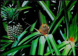 ►  CPSM   Australia - QLD - Nambour Big Pinneaple  Ananas - Sunshine Coast