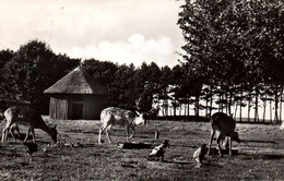 Oud Valkeveen - Hertenkamp - Naarden