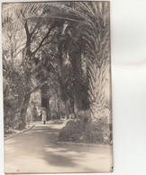 A9274) WINDHOEK - S.W.A. - 1923 - Sehr Alte Seltene FOTO AK Hochglanz - Palmen U. Frau ALT  OLD ! - Namibie