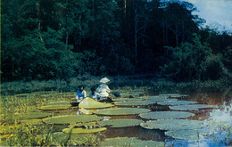 COLOMBIA , T.P. CIRCULADA , LAGOS DEL RIO AMAZONAS - Colombia