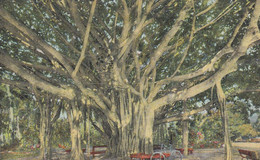 Honolulu Hawaii, Large Banyan Tree, C1900s/10s Vintage Postcard - Honolulu