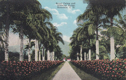 Honolulu Hawaii, Royal Palms And Hibiscus Flowers, C1900s/10s Vintage Postcard - Honolulu