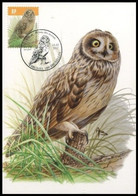 Carte Maximum / Maximum Kaart° - 4218 - Hibou Des Marais / Velduil / Kurzohrige Eule/Short-eared Owl - BUZIN - 2011-..