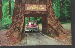 USA, Chandelier Tree, Californien, Nicht Gelaufen - Other