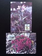 GREENLAND 1992 FLOWERS MAXIMUM CARD MI 223/24 GRONLAND GROENLAND BLOEMEN - Maximumkarten (MC)