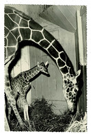 Ref 1534 - Real Photo Postcard - Giraffe & Baby (Calf) At London Zoo - Animal Theme - Girafes