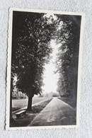 Cpsm, Maisons Laffitte, Avenue Albine Vers Le Château, Contre Jour, Yvelines 78 - Maisons-Laffitte