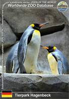 1058 Tierpark Hagenbeck, DE - King Penguin (Aptenodytes Patagonicus) - Stellingen