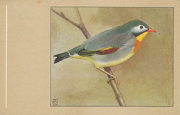 Japanese Nightingale . Rossignol Du Japon . Pekin Robin Art Card Bird Oiseau - Other & Unclassified
