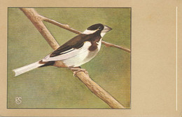Bengalee Moineau Du Japon .  Art Card Bird Oiseau - Other & Unclassified