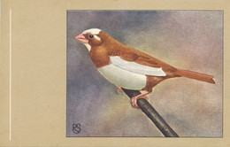 Bengalese Finch Moineau Du Japon .  Art Card Bird Oiseau - Other & Unclassified