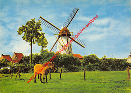 Molen - Ezaart - Mol - Mol