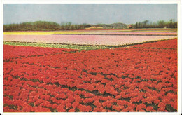 Uilgebreide Velden Dubbele Tulpen Bij Egmond - Des Champs étendus De Tulipes Doubles à Egmond - Egmond Aan Zee