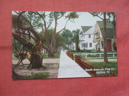 Magnolia Avenue & Freak Tree.   Daytona    Florida > Daytona >   Ref 5523 - Daytona