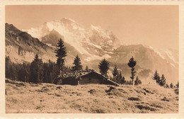 Wengen Die Jungfrau - Wengen