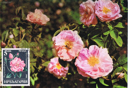 44144. Tarjeta Maxima SOFIA (Bulgaria) 1985. Rosas, Rose, Flowers. Damascena - Briefe U. Dokumente