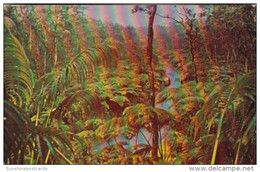 Hawaii Fern Forest Hawaiian National Forest 1955 U S Navy Cancel - Maui